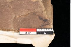 Foto (Detailsansicht) von Quercus palaeoilex Ettingshausen (NHMW-GEO-2024-0188-0824)